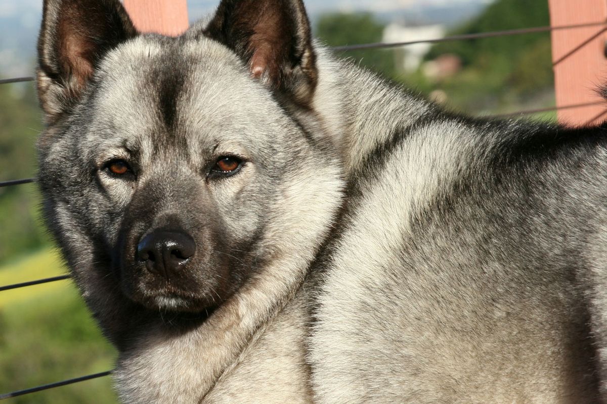 cazador de alces noruego caracter