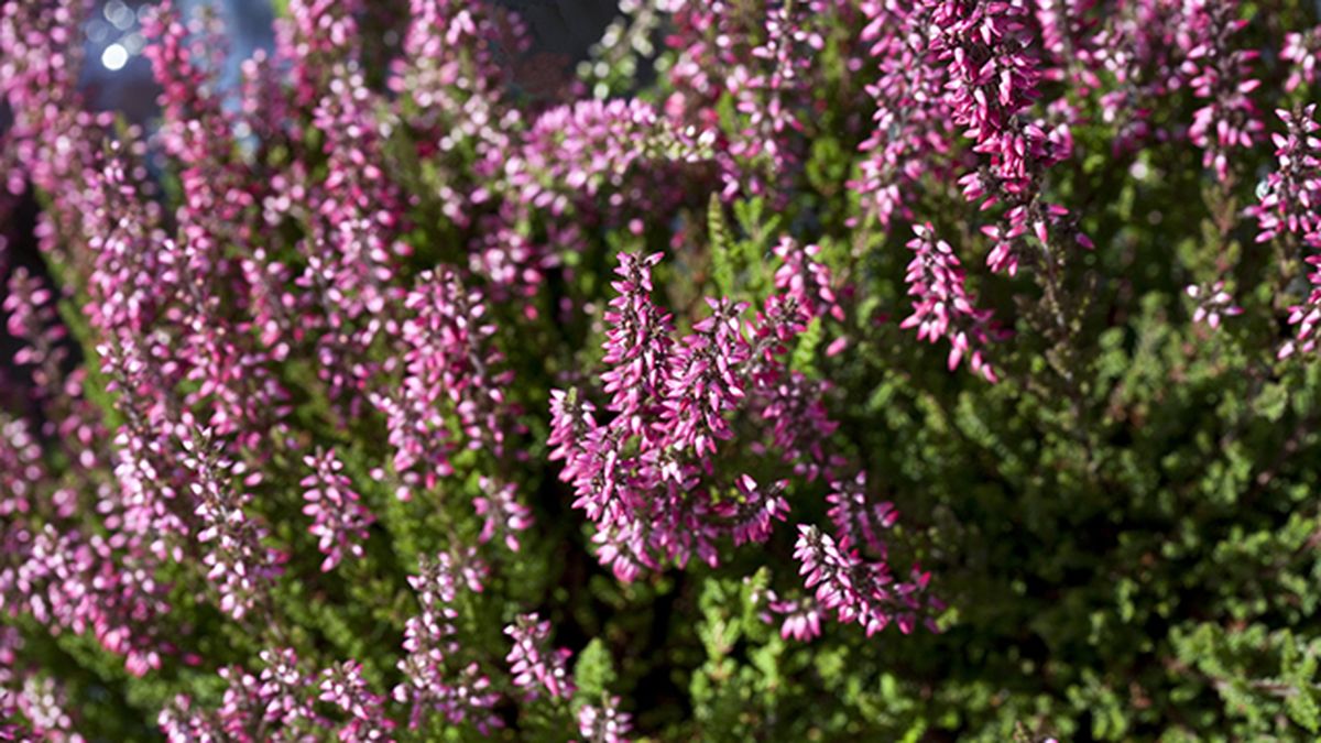 brezo dinamarca floraciones espectaculares de europa