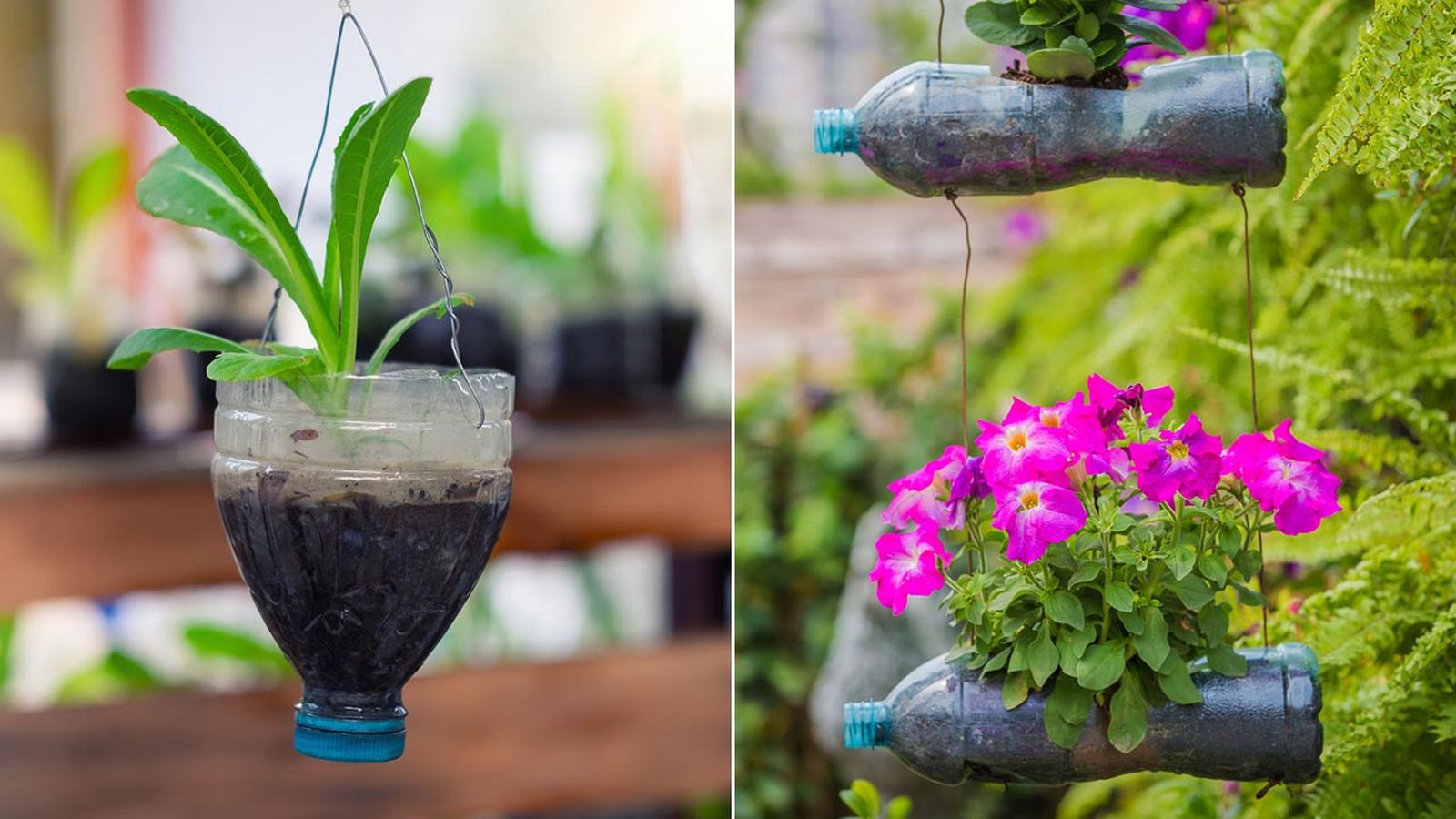 Maceteros colgantes reutilizando botellas de plastico Maceteros colgantes reutilizando botellas de plastico