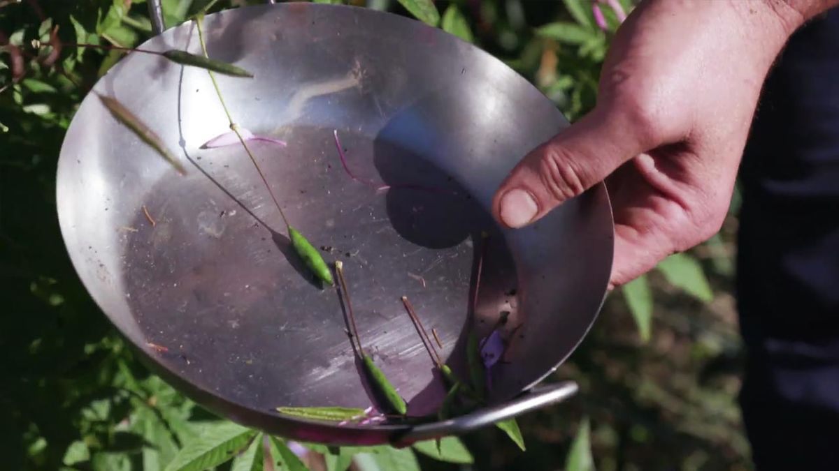 brico 1005 jardin cosecha semillas otono vainas cleome