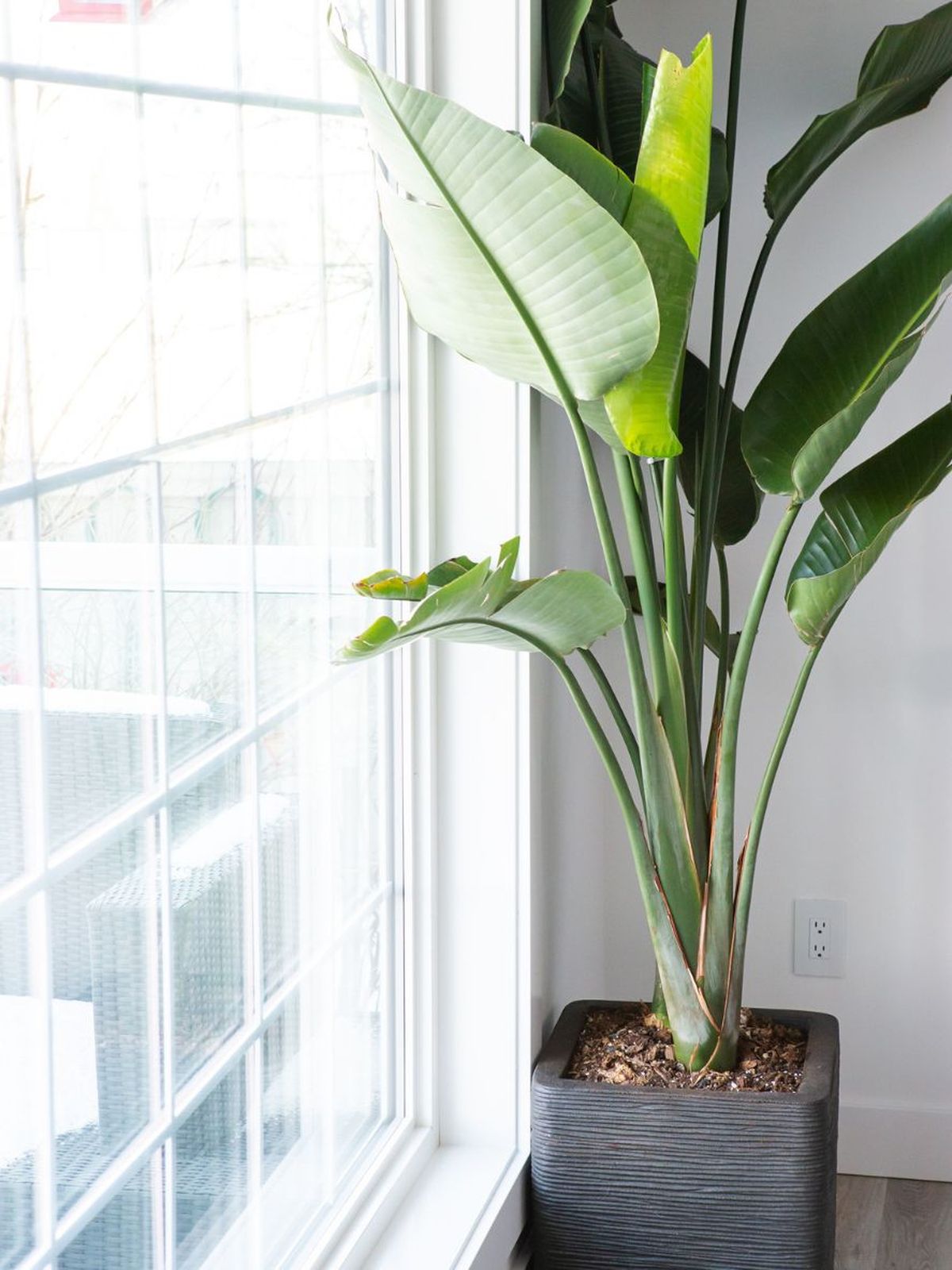 las plantas absorben la mala energia del hogar