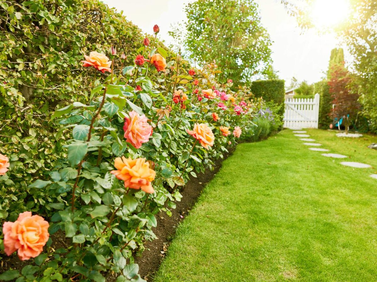Los rosales antiguos deben recibir mucho sol en el jardín.