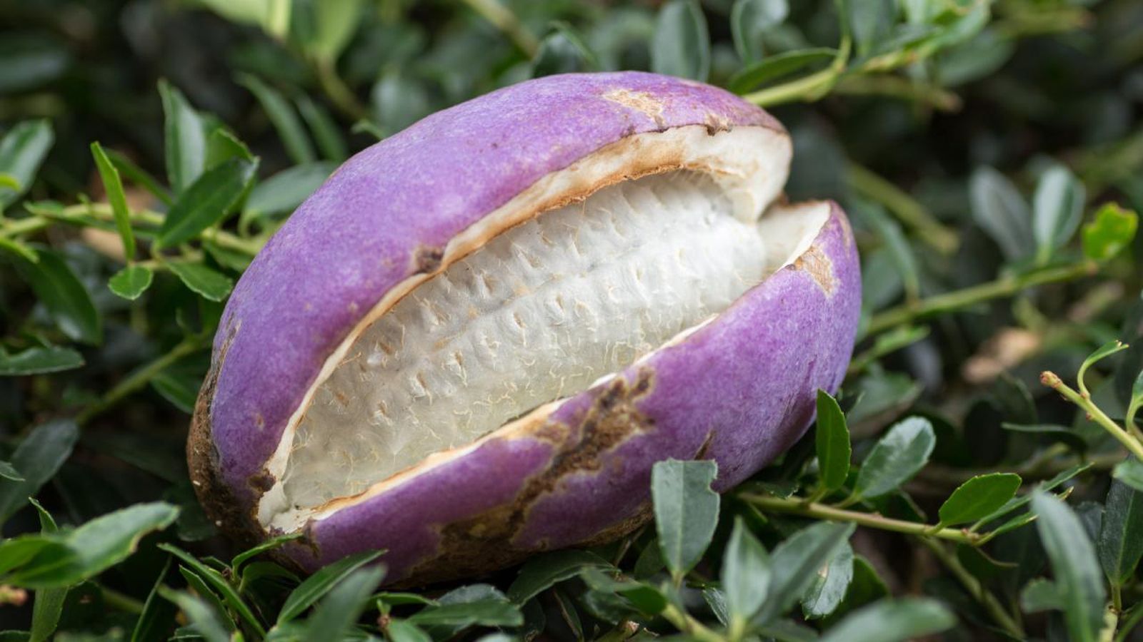 Akebi, fruta asiática