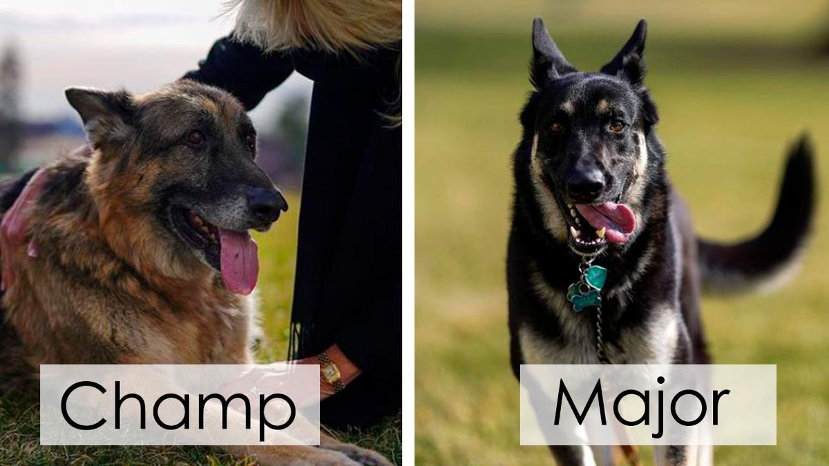 perros presidente biden 22