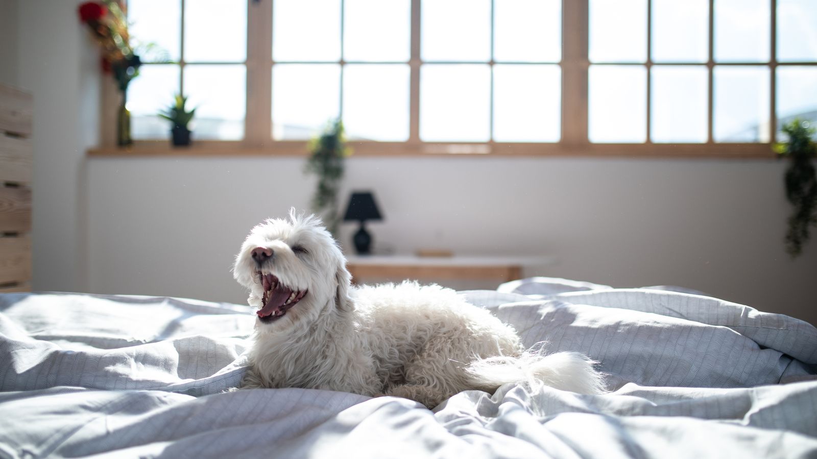 Compartir cama con tu mascota implica más alérgenos y peor descanso