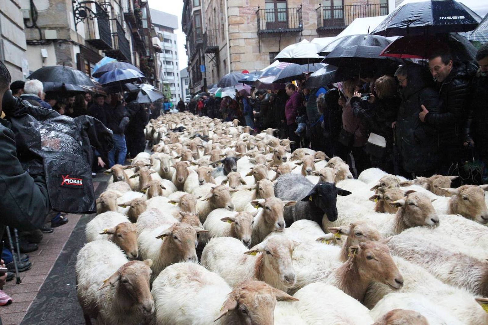 Miles de ovejas pasan por las calles de Ordizia en homenaje a la transhumancia Miles de ovejas pasan por las calles de Ordizia en homenaje a la transhumancia