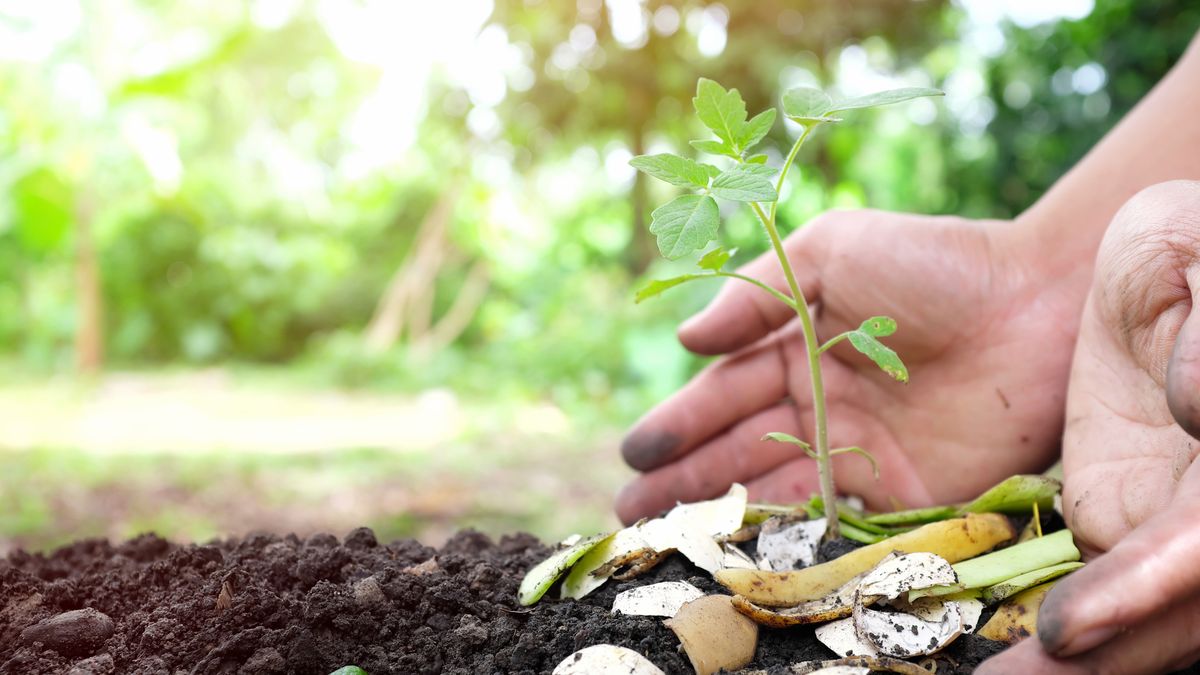 Hay muchas formas de utilizar las cáscaras de plátano para ayudar a tus rosales