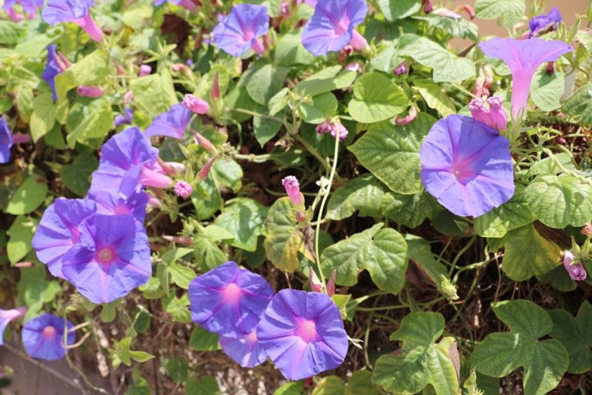 Ipomoea purpurea