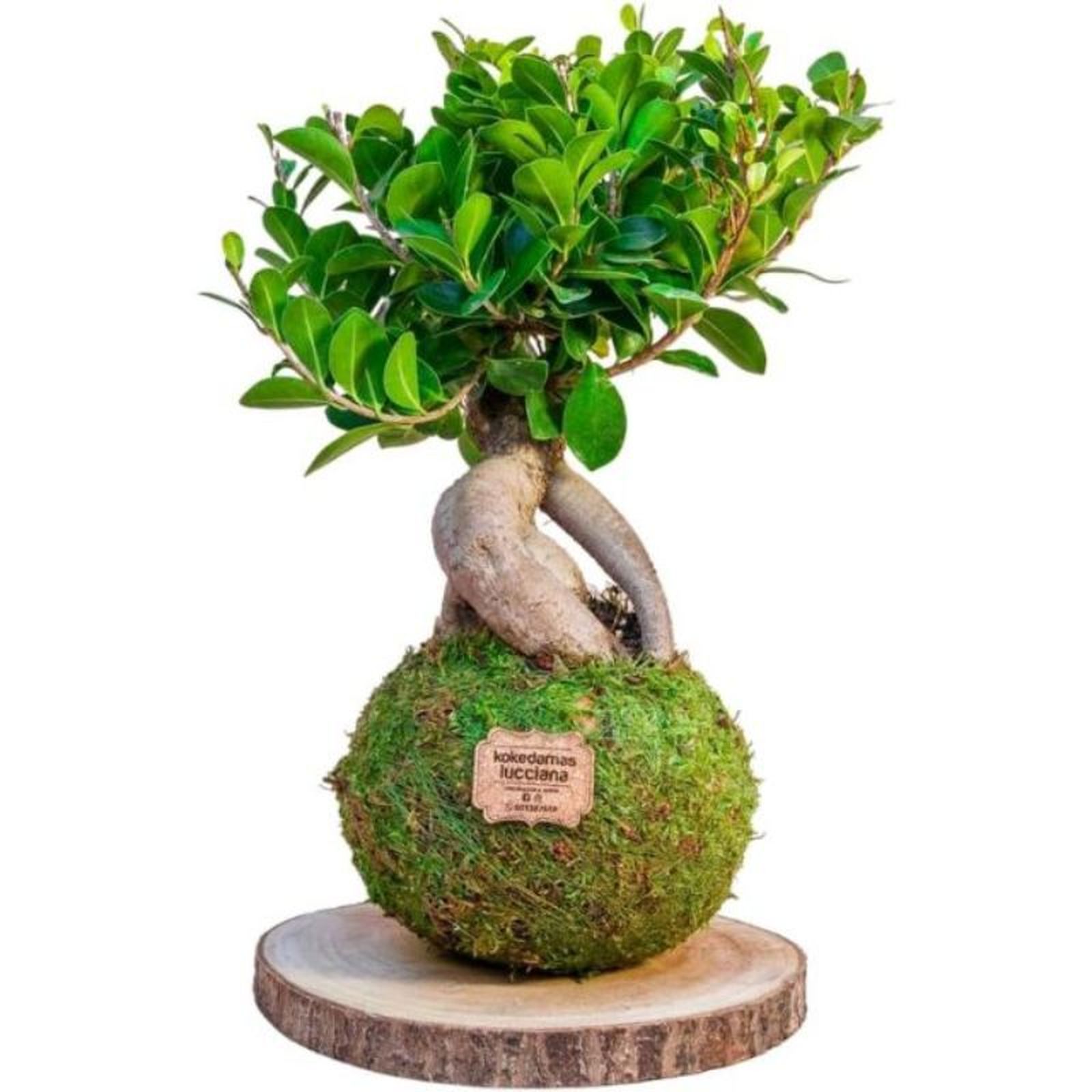 Kokedamas de Ficus Ginseng de Kokedamas Lucciana Kokedamas de Ficus Ginseng de Kokedamas Lucciana