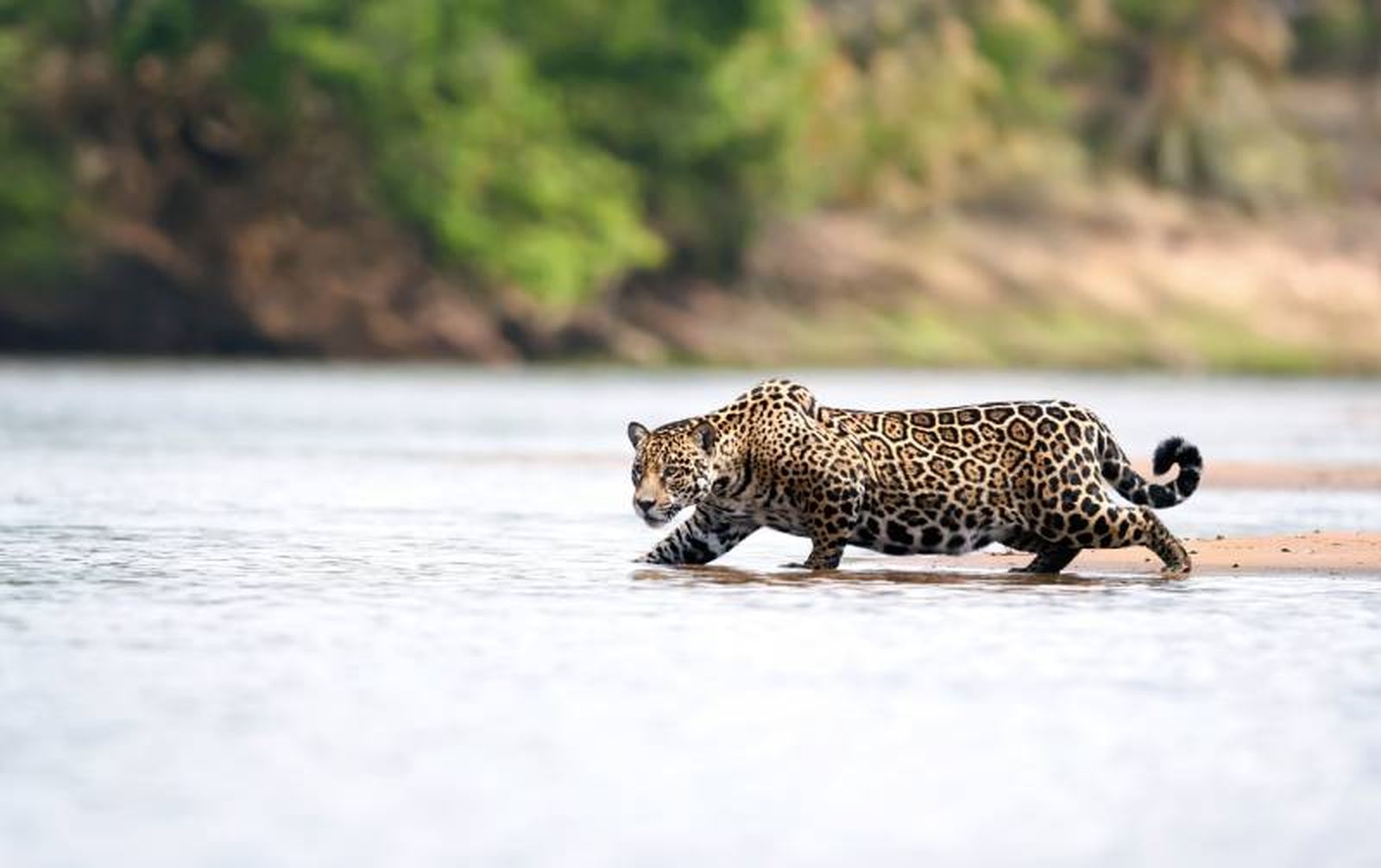 Un jaguar alcanza la misma alrededor de los 2 o 3 años. Un jaguar alcanza la misma alrededor de los 2 o 3 años.