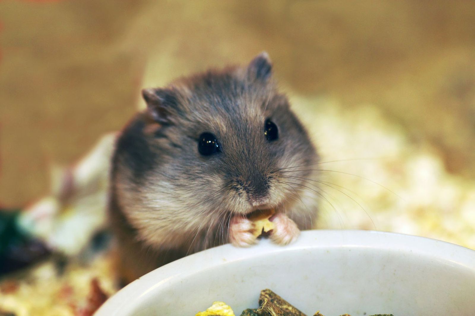 hamster animal solitario