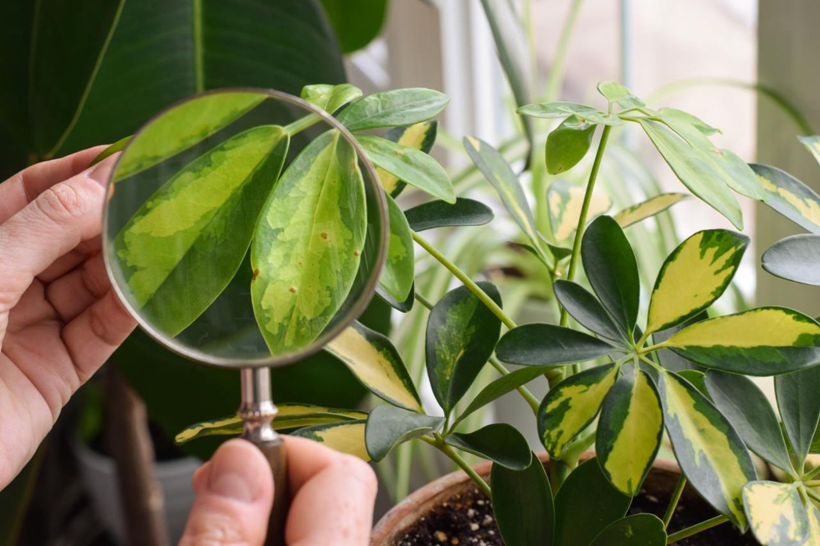 La revisión periódica de las plantas debe ser una práctica constante.