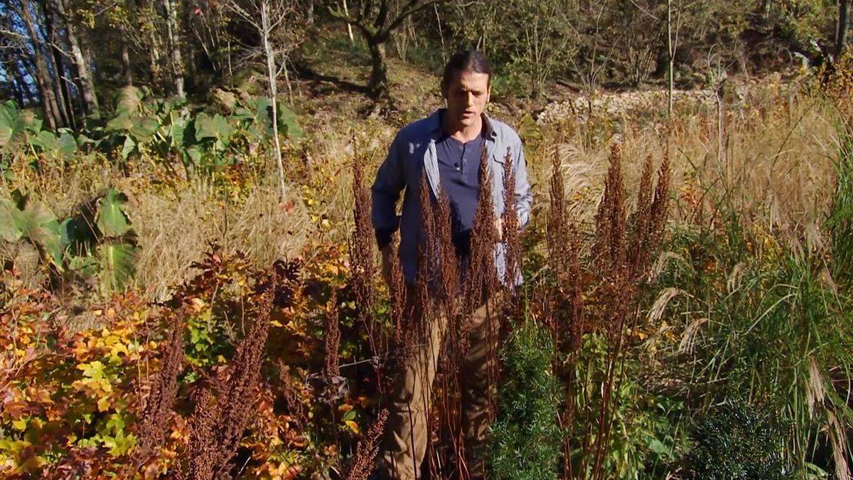 deco 602 astilbes en el jardin