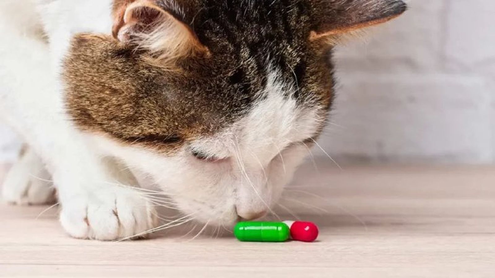 como darle una pastilla a un gato 1 como darle una pastilla a un gato 1