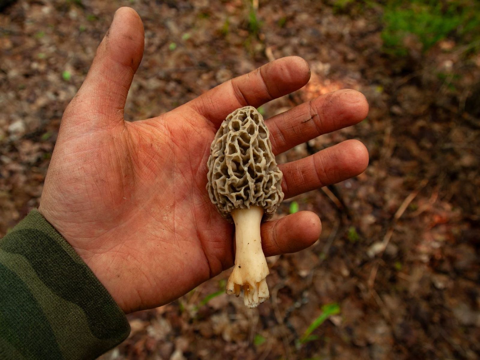Seta colmenilla (Morchella esculenta) Seta colmenilla (Morchella esculenta)