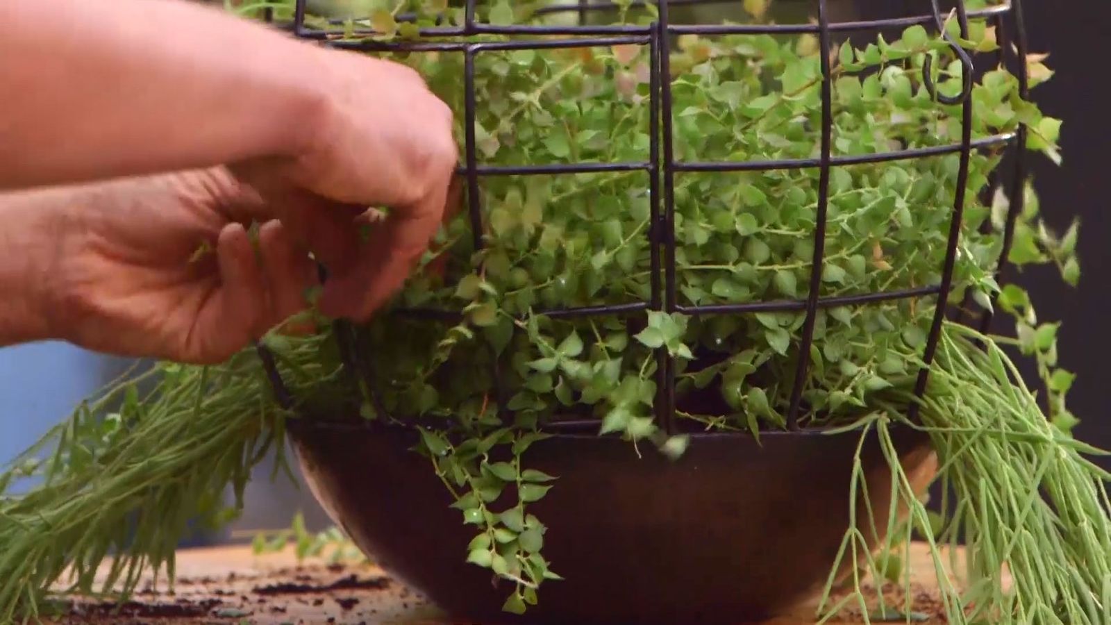 brico 932 3 cestos colgantes plantas poca tierra ramas brico 932 3 cestos colgantes plantas poca tierra ramas