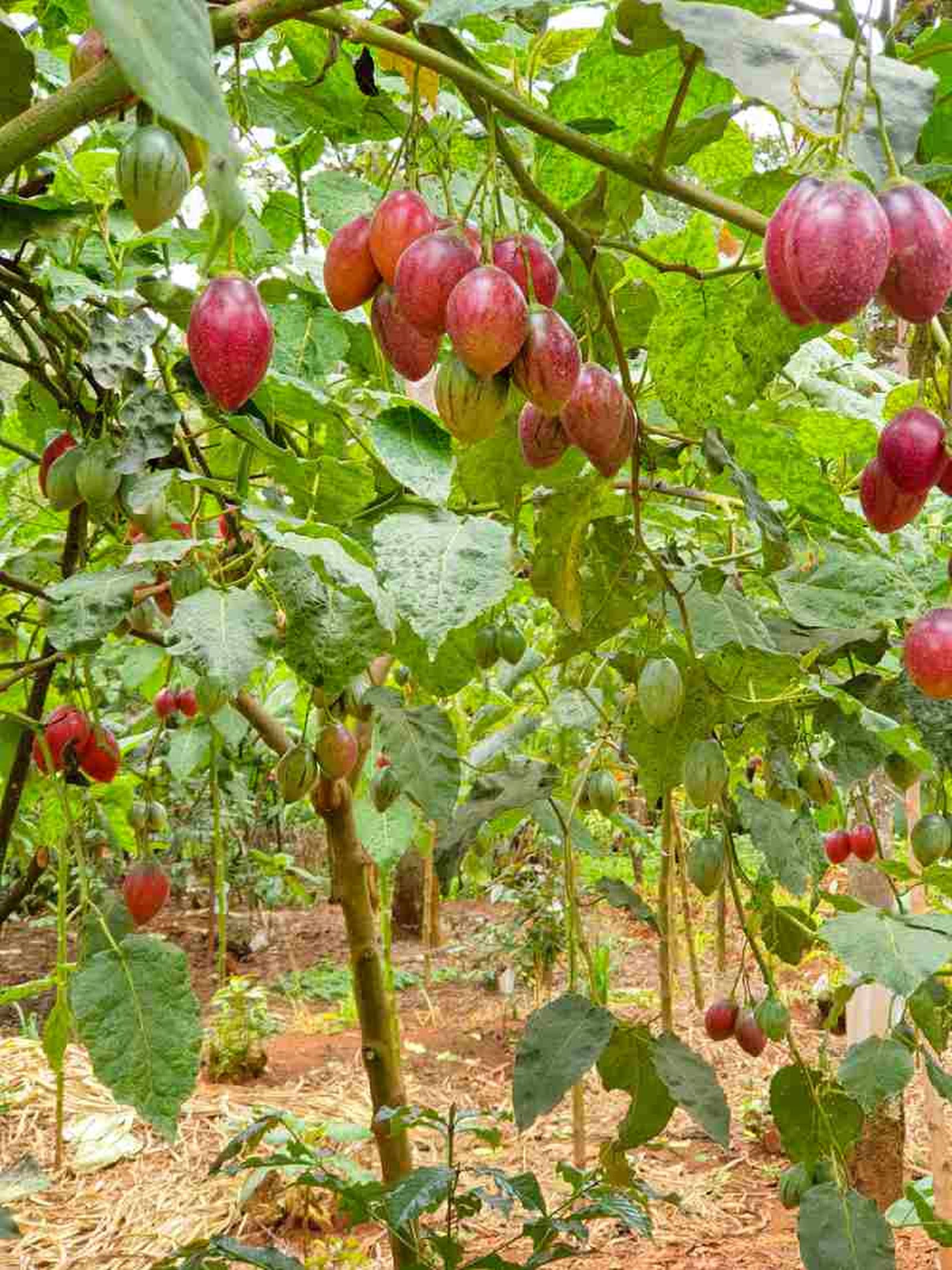 Tamarillo o tomate árbol. Tamarillo o tomate árbol.