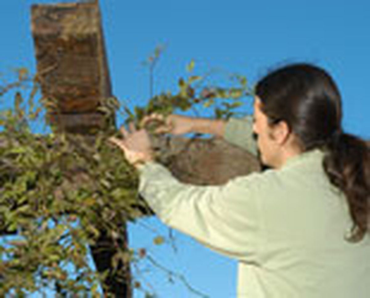 guiar enredadera p05