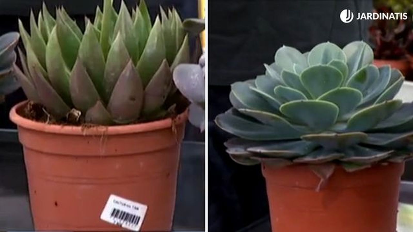 Echeveria victor reiter echeveria Imbricata Echeveria victor reiter echeveria Imbricata