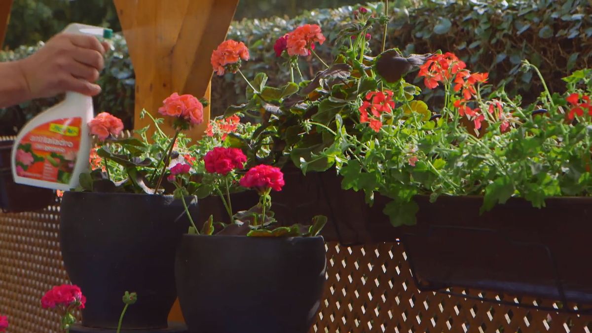 brico 0907 3 geranios para balcon paso 5