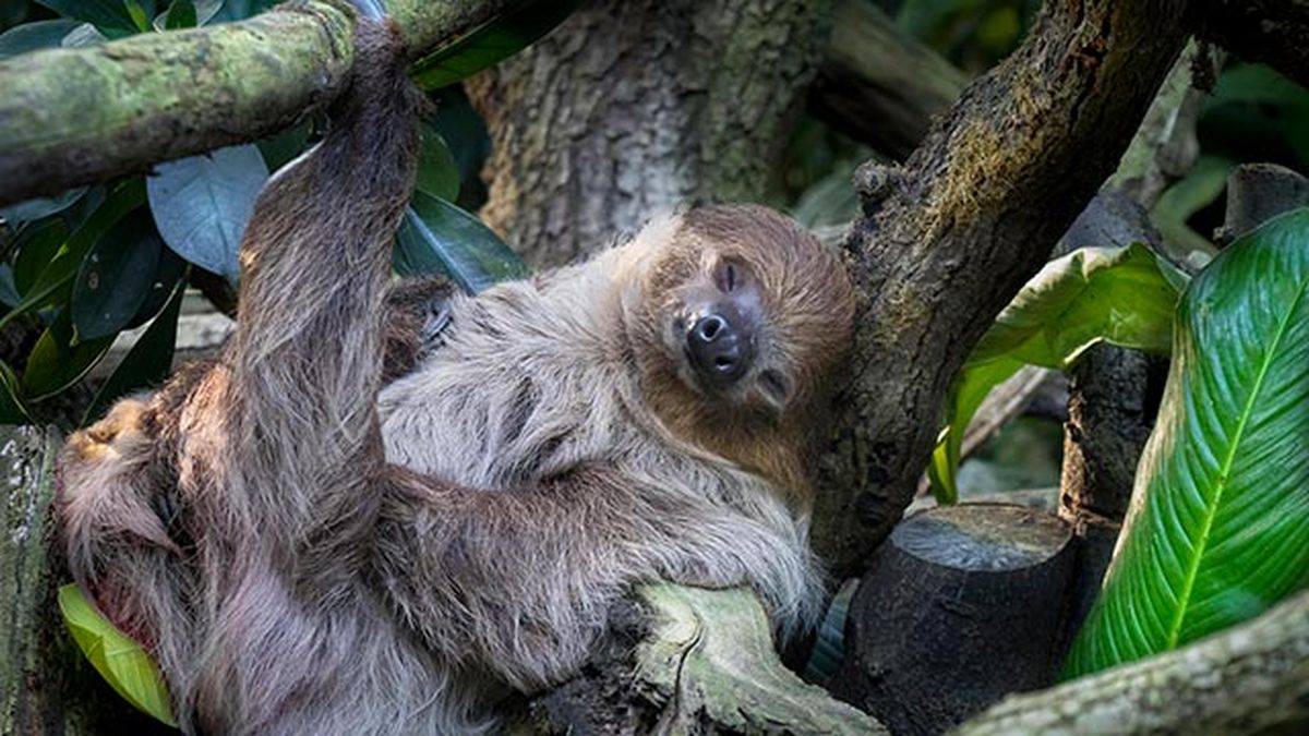 oso perezoso 6 dormido