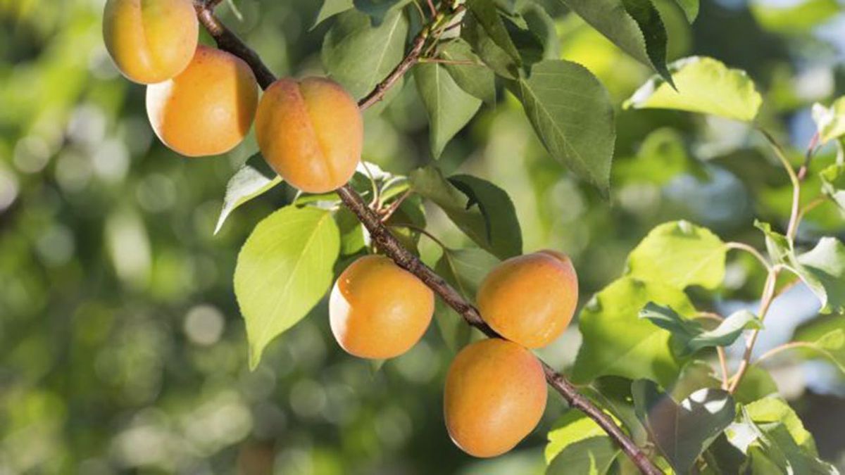 ROJA0021_albaricoque