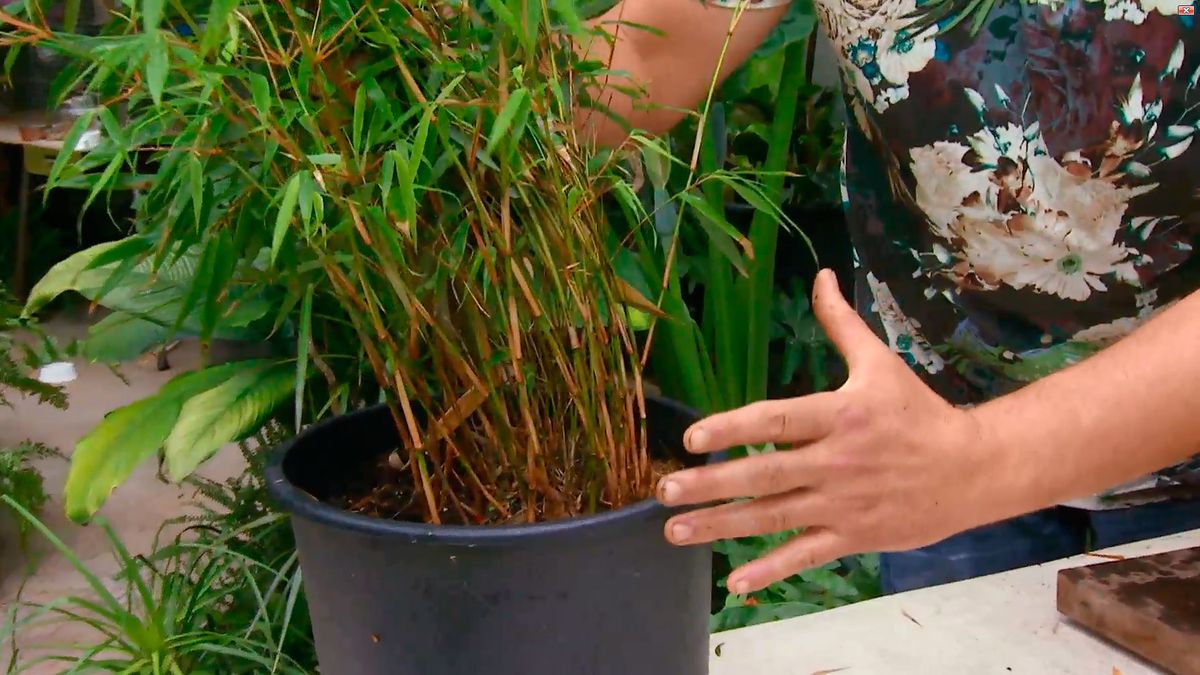 DEKO_663 jardineria bambus fargesia