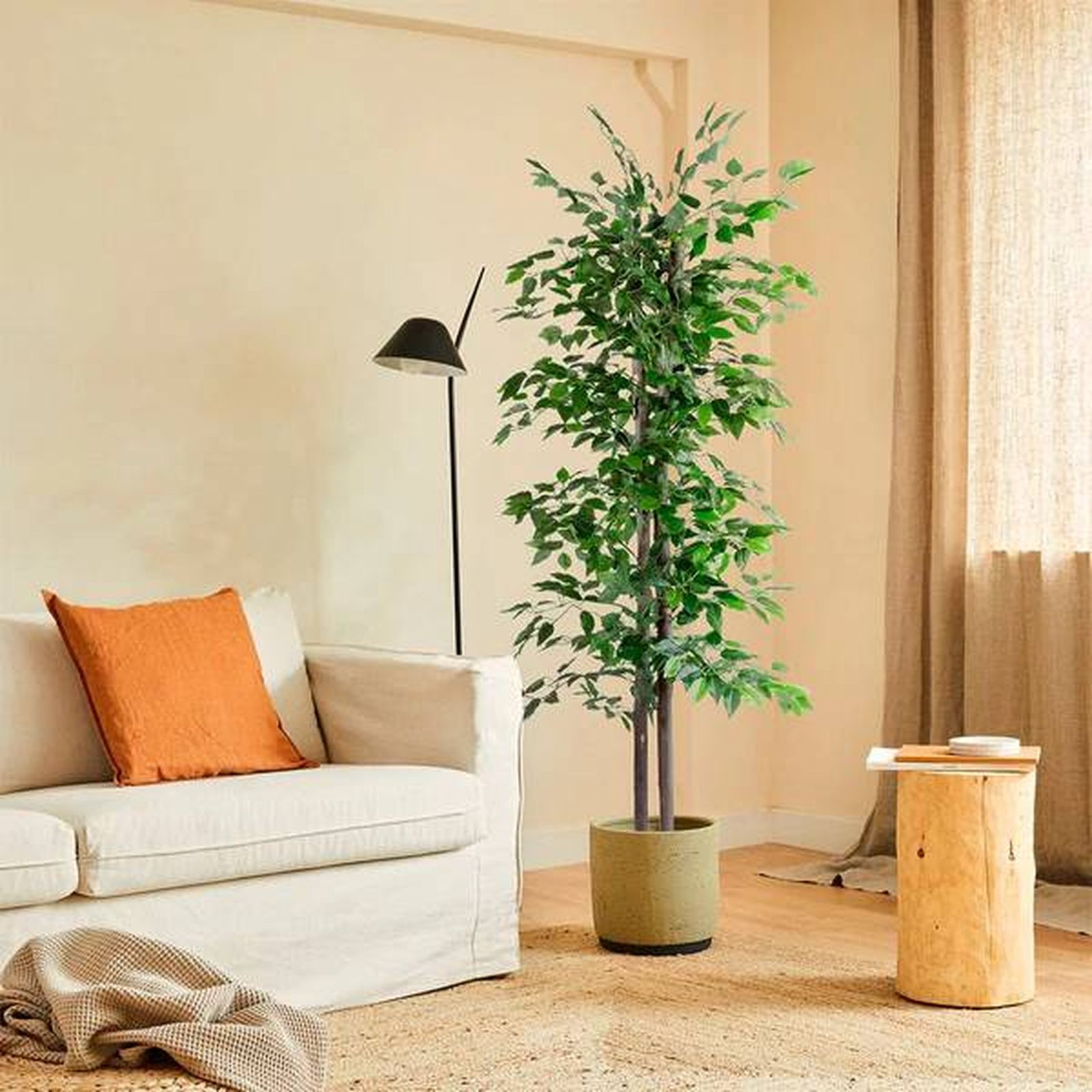 ficus blaine amazon ficus blaine amazon