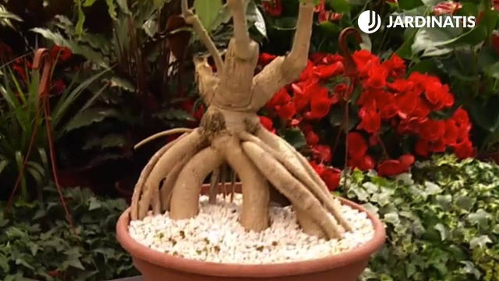 raices planta cussonia spicata deco jardin 368 raices planta cussonia spicata deco jardin 368