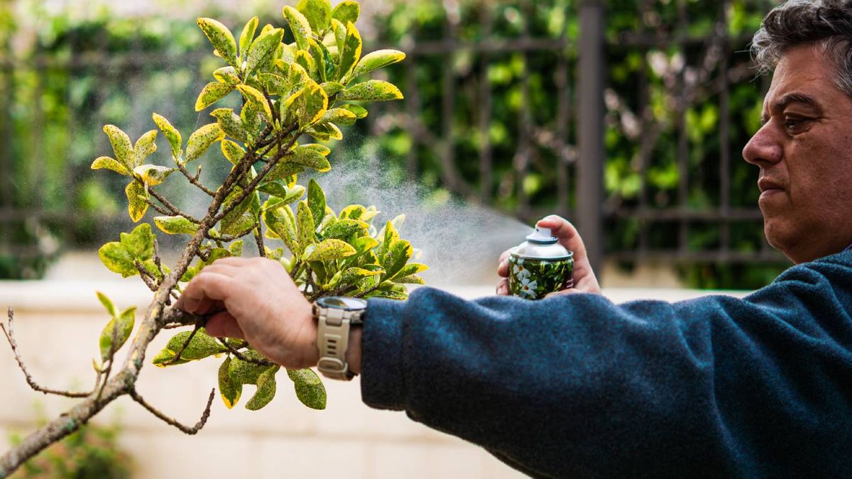 ¿Cómo tratar el pulgón blanco?