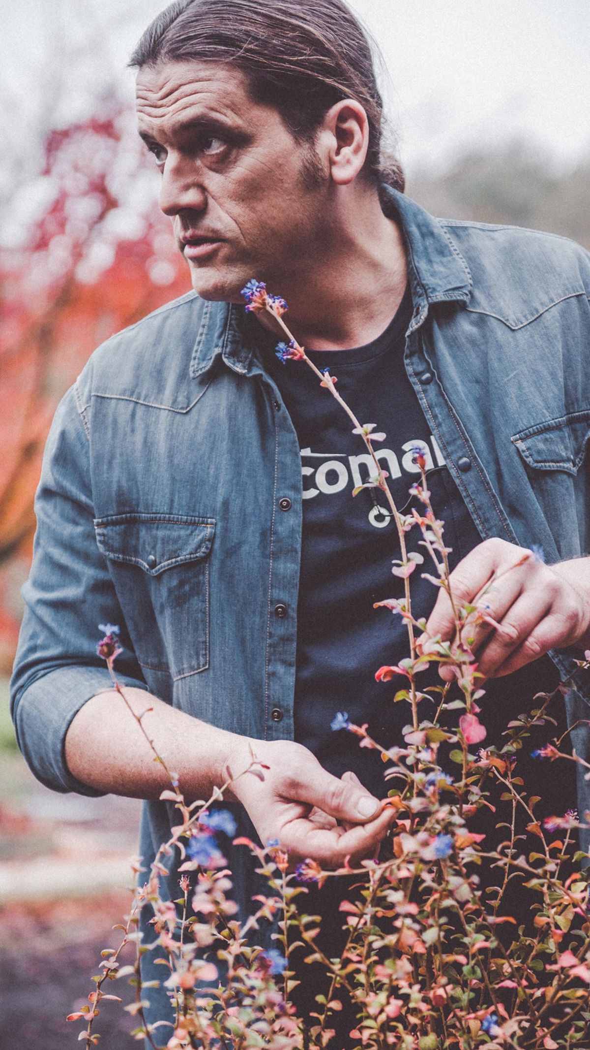 974 jardineria ceratostigma inigo vertical