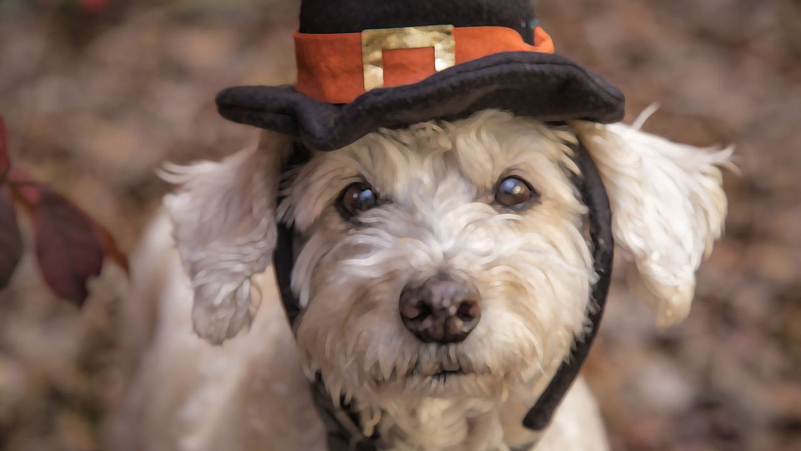 schnoodle ninos schnoodle ninos