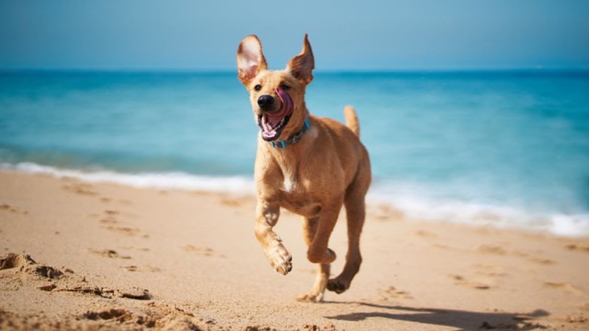 nombres para perros bonitos y originales 6