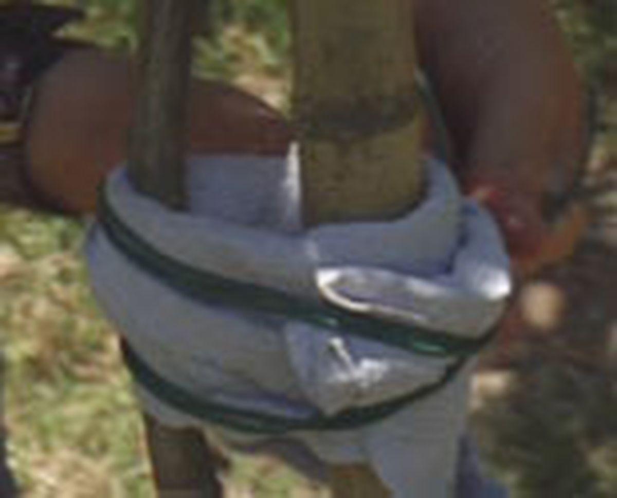 entutorar naranjo p03