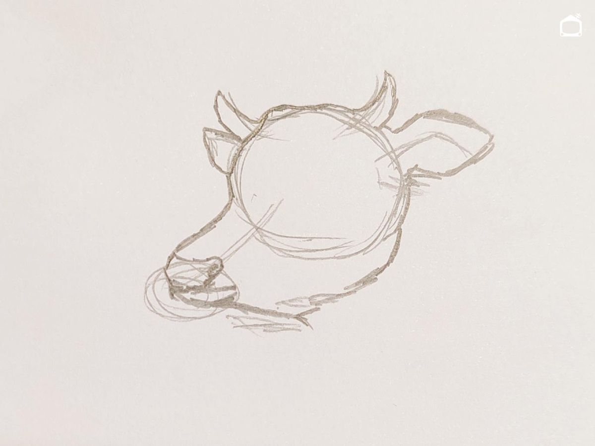 Boceto a lápiz de la cabeza de una vaca.
