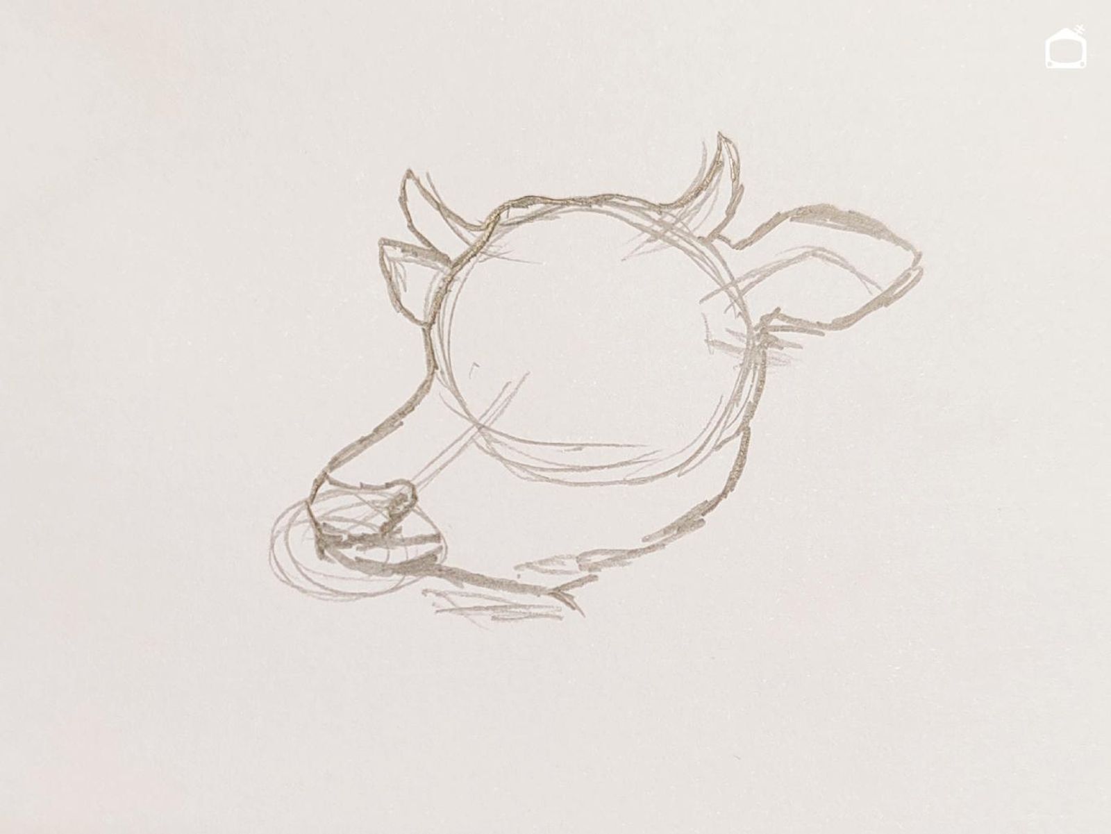 Boceto a lápiz de la cabeza de una vaca. Boceto a lápiz de la cabeza de una vaca.