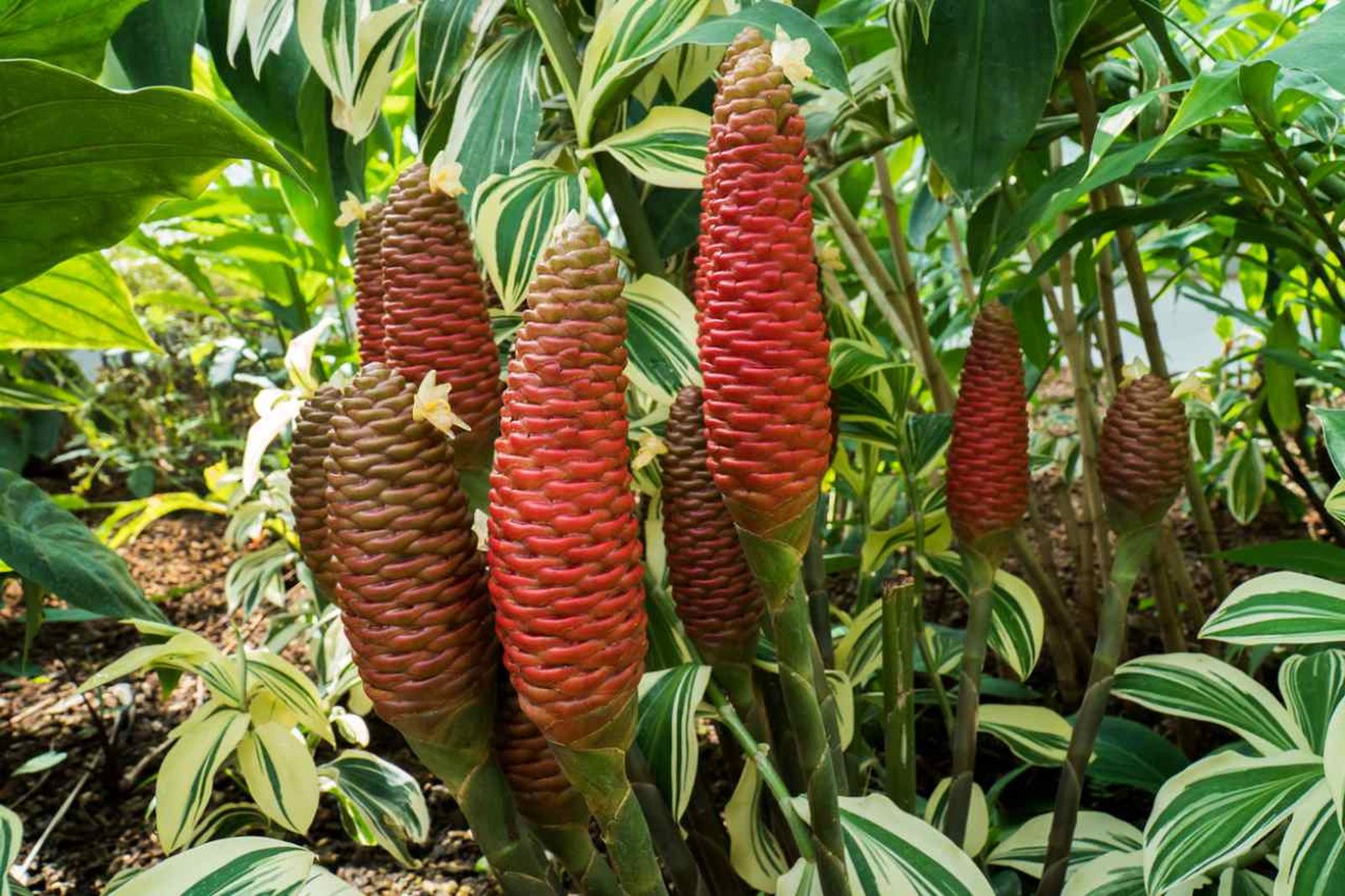 El jengibre (Zingiber officinale) es una planta de origen tropical.