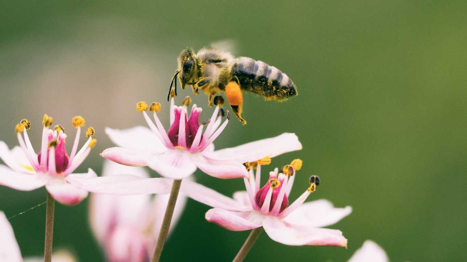 Abejas en las plantas