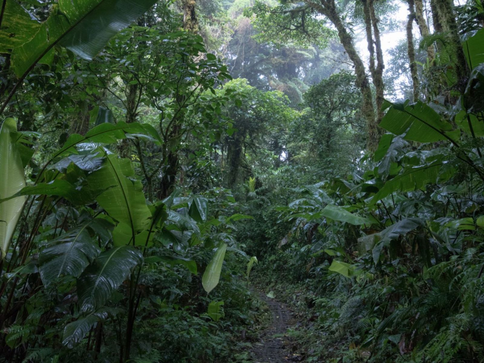 La selva nubosa de Monteverde en Costa Rica es un bosque tropical de montaña.