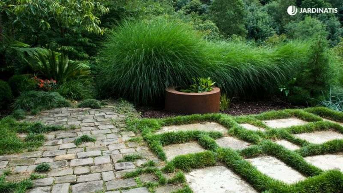 Hojas verdes del Miscanthus gracillimus