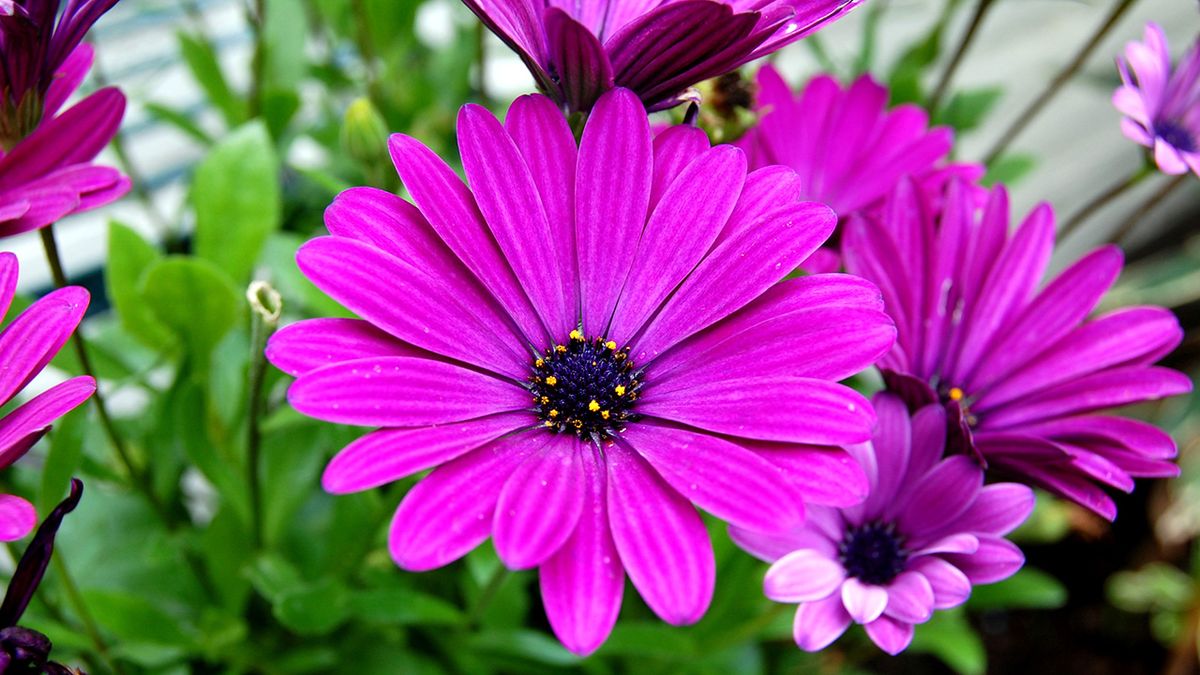 margarita del cabo xl