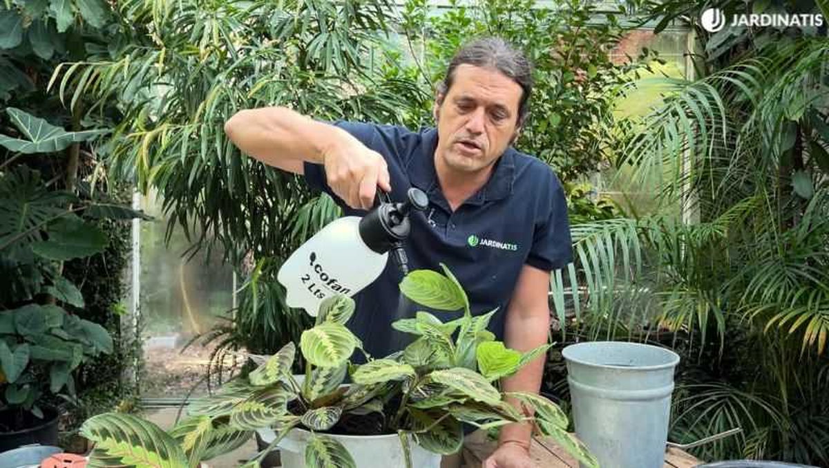 La humedad ambiental elevada es importante para esta planta