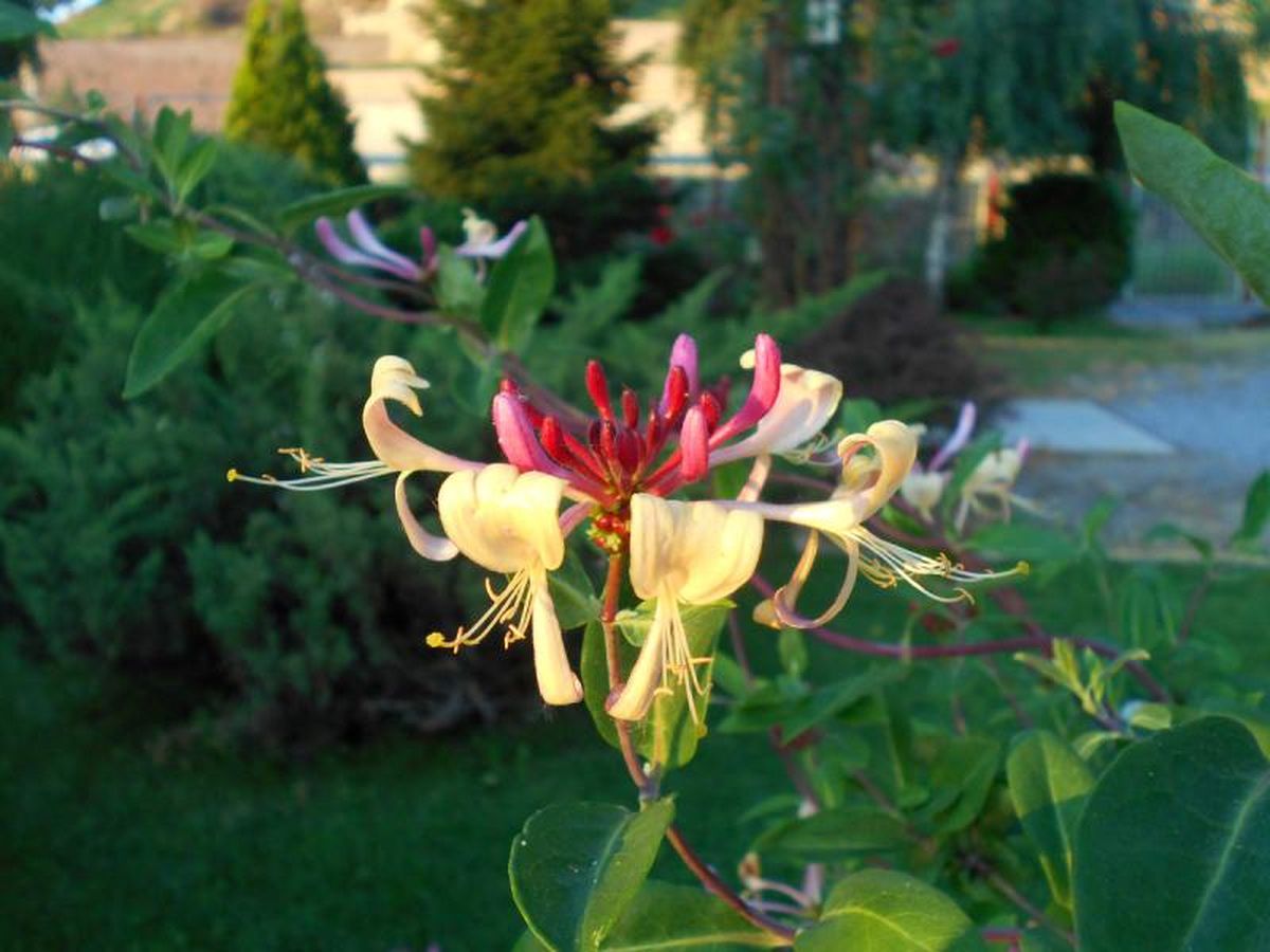Flor de la madreselva