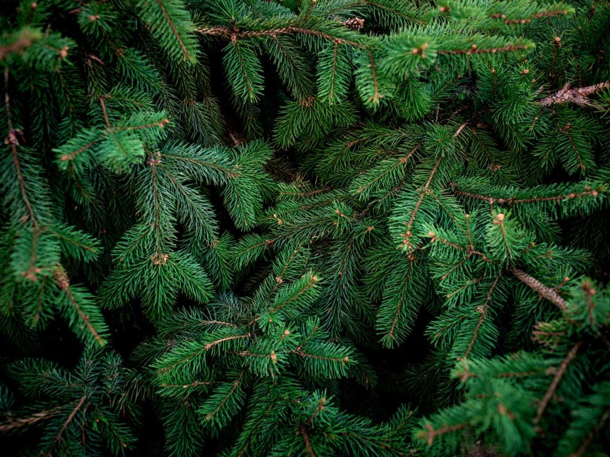 Primer plano de las hojas (acículas) de un abeto.