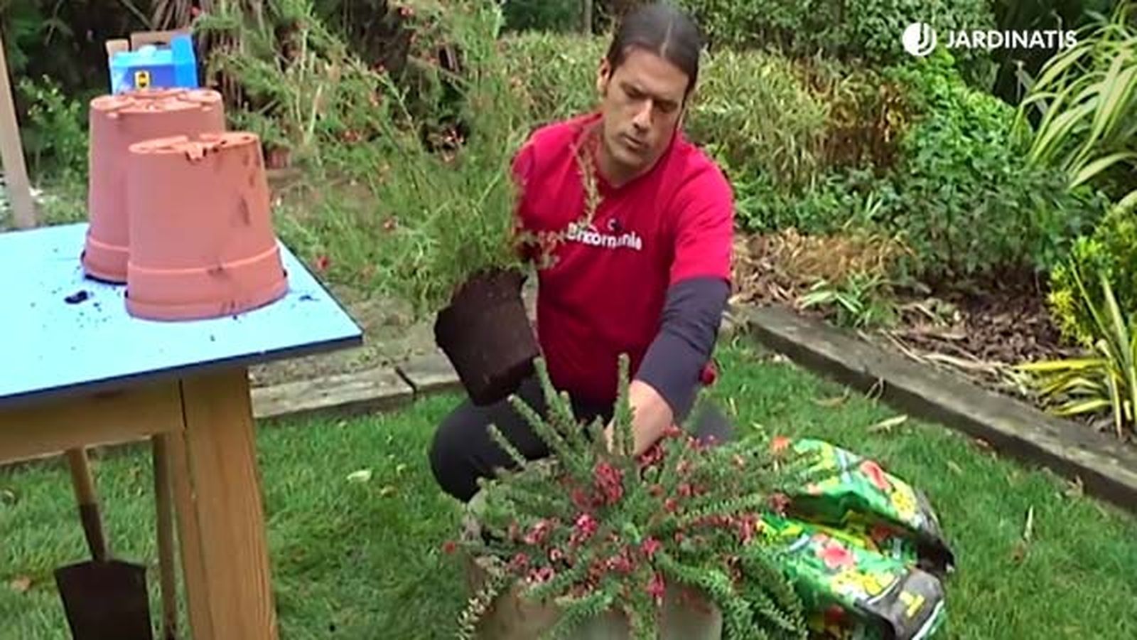 plantacion grevillea contenedor brico 680 jardinatis