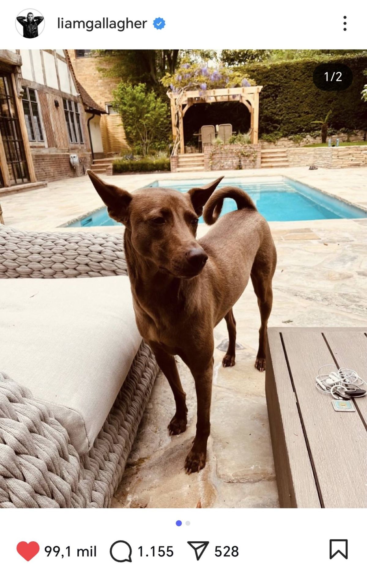Buttons, mascota de Liam Gallagher, en el jardín de su hogar.