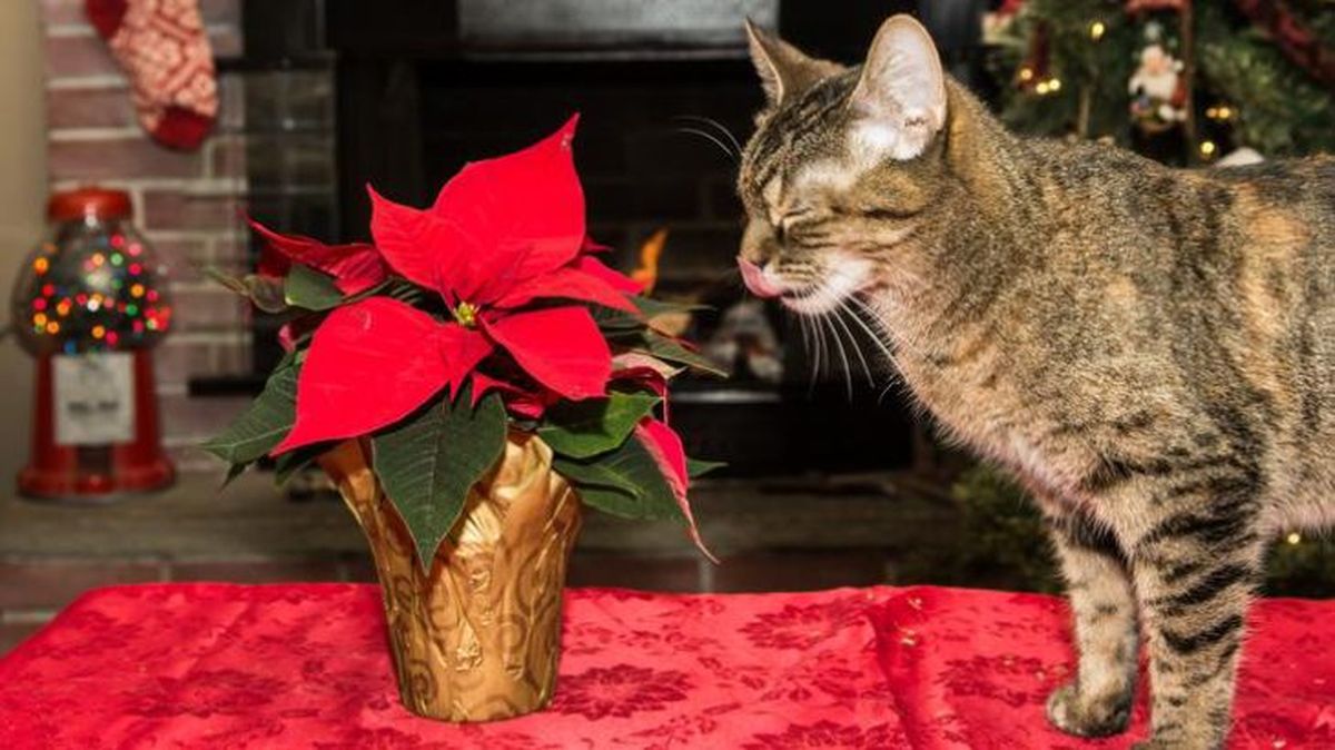 Si tu gato presenta síntomas debes llevarlo de inmediato a tu centro veterinario.
