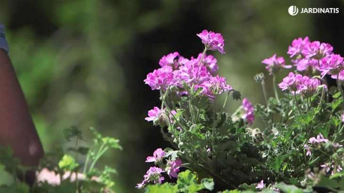 Geranio de olor de flores rosas