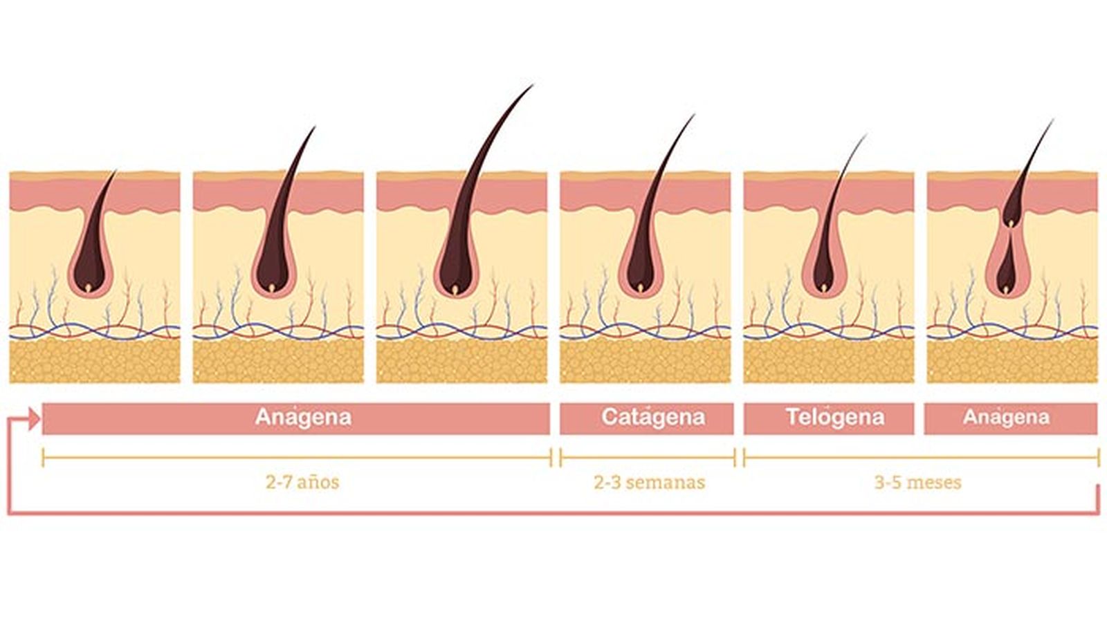 cuanto crece el pelo en un mes ciclo capilar cuanto crece el pelo en un mes ciclo capilar
