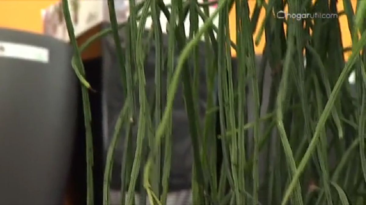 plantas crasas colgantes   Rhipsalis Alata